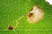 Ectoedemia