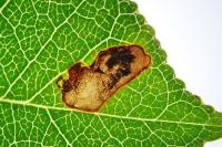 Ectoedemia spinosella