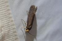Cephimallota crassiflavella
