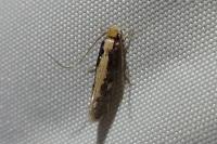 Monopis crocicapitella