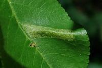 Phyllonorycter