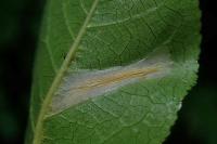 Phyllonorycter