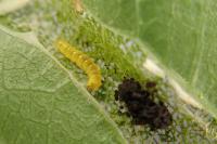 Phyllonorycter