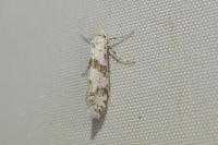 Scythropia crataegella