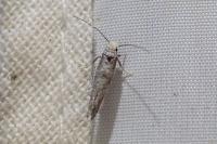 Paraswammerdamia nebulella