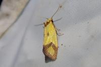 Agapeta zoegana