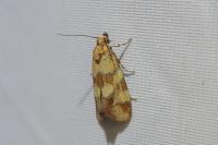 Aethes tesserana