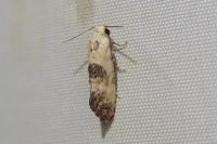 Cochylis posterana