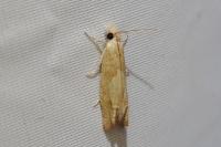 Eucosma conterminana