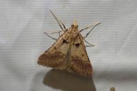 Stemmatophora brunnealis