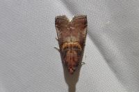 Acrobasis advenella