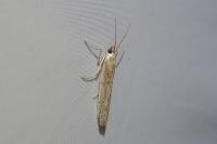 Homoeosoma nebulellum