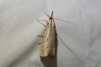Agriphila geniculea