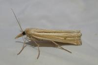 Ancylolomia tentaculella