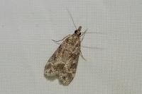 Eudonia mercurella