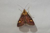 Pyrausta aurata