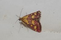 Pyrausta purpuralis
