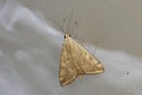 Loxostege sticticalis