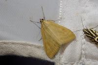 Sitochroa verticalis