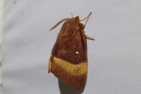 Lasiocampa quercus