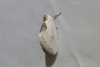Cilix glaucata