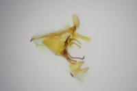 Cilix glaucata