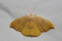 Watsonalla binaria