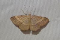 Scopula rubiginata