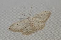 Idaea seriata