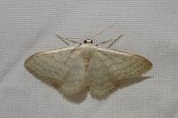 Idaea subsericeata