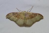 Idaea degeneraria