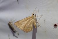 Isturgia murinaria