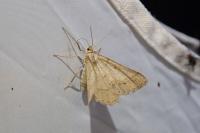 Isturgia murinaria
