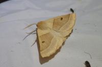 Crocallis elinguaria
