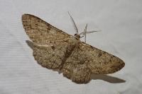 Hypomecis punctinalis