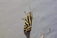 Emmelia trabealis