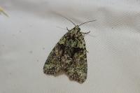 Cryphia algae