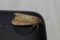 Spodoptera exigua