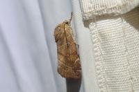 Cosmia affinis