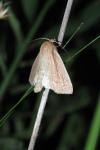 Mythimna straminea