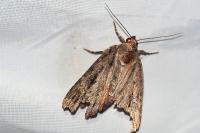 Amphipyra pyramidea