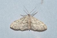 Idaea seriata