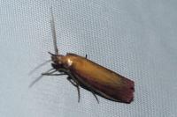 Oncocera semirubella
