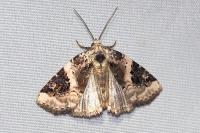 Pseudeustrotia candidula
