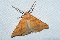 Aspitates ochrearia