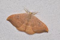 Watsonalla binaria