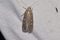 Spodoptera exigua