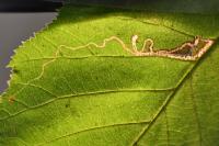 Stigmella microtheriella