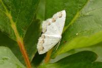 Scopula ornata