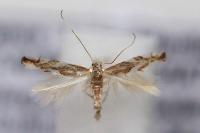 Phyllonorycter